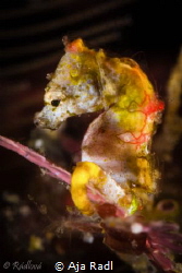 Shy Seahorse (Pontohi Pygmy) by Aja Radl 